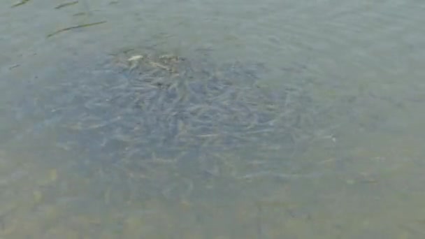 Μικρά Ψάρια Όρμησαν Στο Φαγητό Έννοια Στόχου — Αρχείο Βίντεο