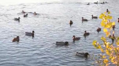 Vahşi ördekler gölde yüzer..
