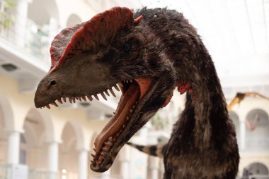 Dilophosaurus 'un başı. Keskin dişlerle dolu ağzı açık bir yırtıcı.. 