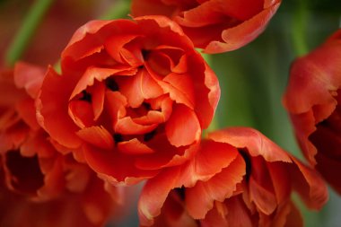 Kapalı lale tomurcuğu. Yumuşak odak.