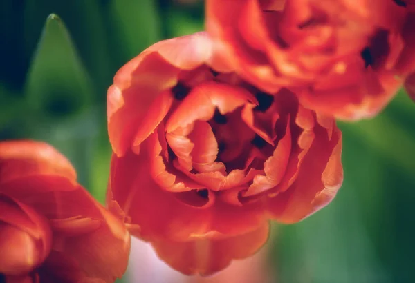 Bud Tulipa Aberta Perto Foco Suave — Fotografia de Stock