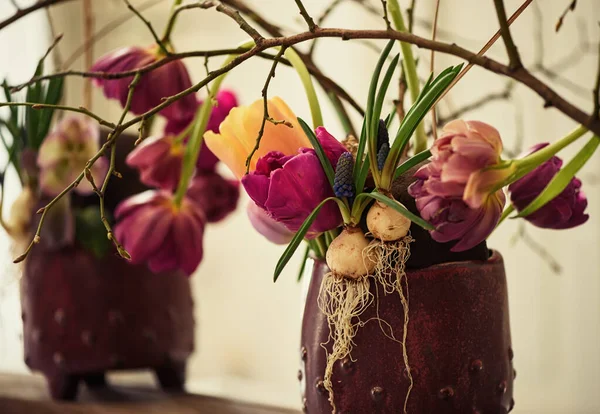 Blumenschmuck Tulpen Einer Tonvase Zwiebeln Mit Jungen Trieben Und Wurzeln — Stockfoto