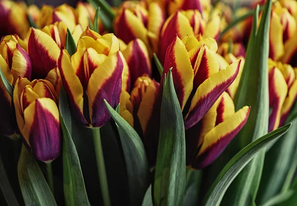 Muitas Tulipas Flor Dois Tons Fundo Flores — Fotografia de Stock