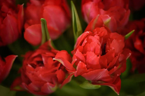 Bud Tulipa Aberta Perto Foco Suave — Fotografia de Stock