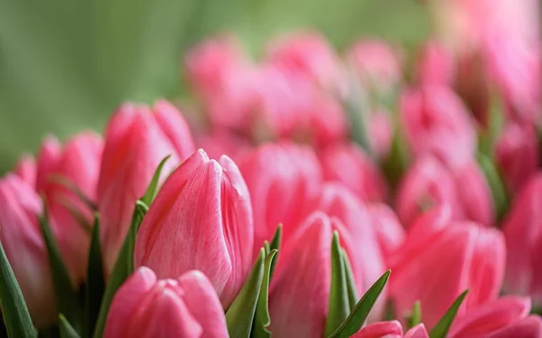 Muitas Tulipas Flor Fundo Flores — Fotografia de Stock