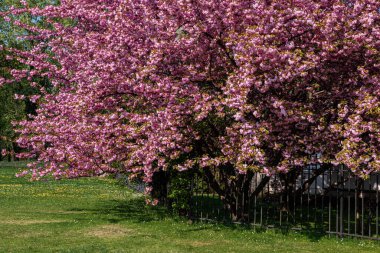 Sakura Avrupa 'da çiçek açar. Ağaç yoğun pembe çiçeklerle kaplıdır.. 