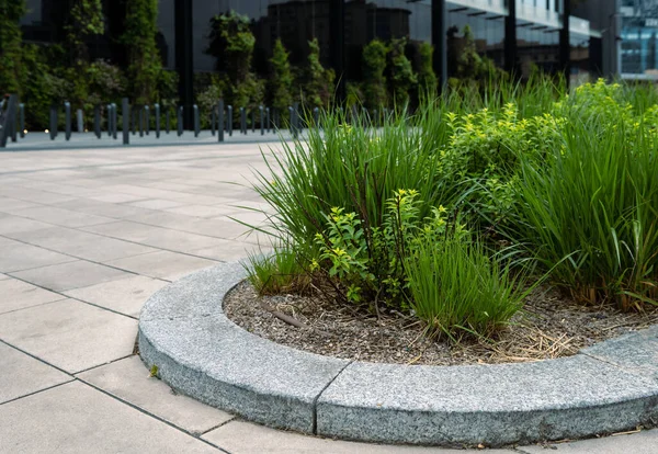Bitkileri olan çimenler granit bir sınırla kenetlenmiştir. Şehir peyzaj tasarımı.