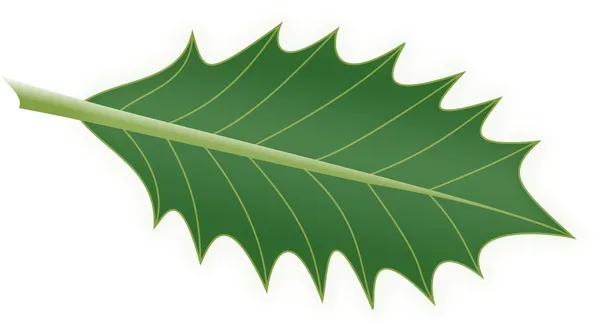 Holly leaf Stock Vector