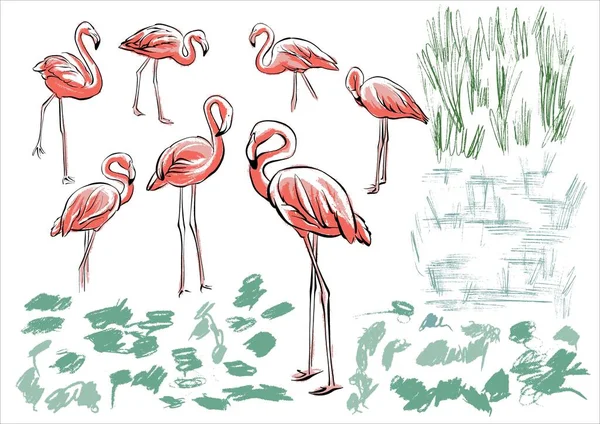緑の植物の水でフラミンゴのコレクションを設定します。スケッチスタイルのイラスト、不注意な手描き。ベクトル. — ストックベクタ