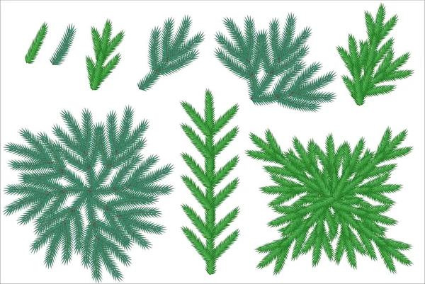 A set of spruce or pine branches. Illustration for decorating Christmas cards. Coniferous tree. — Stock Vector