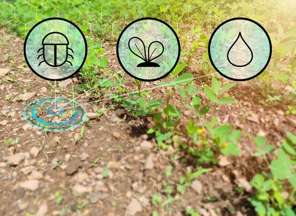 digital farming concept with water, plant and insect icon. smart farming and smart farmers.