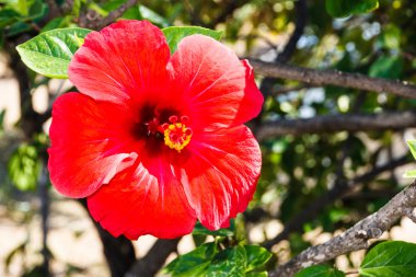 Kırmızı ebegümeci