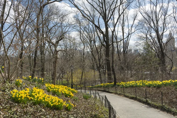 Között az első tavaszi virágok a central parkban. — Stock Fotó