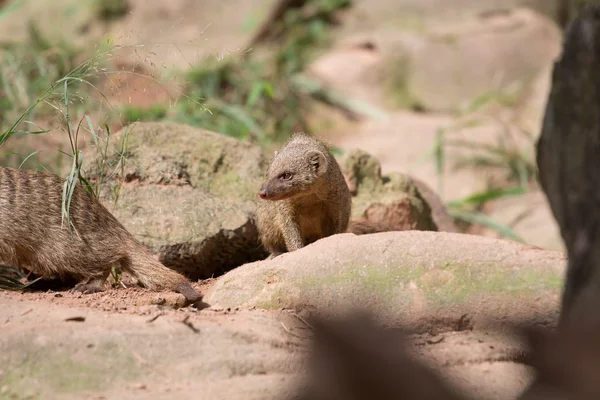 Yellow mongoose — Stock Photo, Image