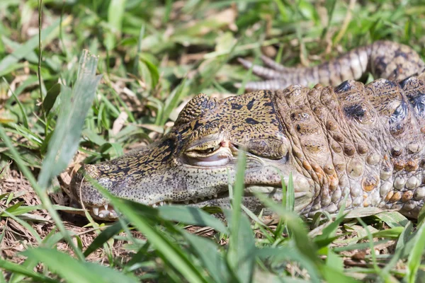 Aligator na trávě — Stock fotografie