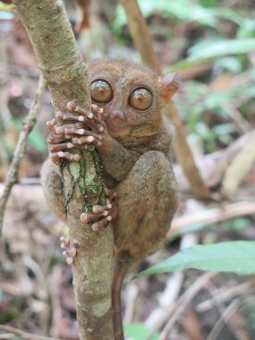 Tarsier