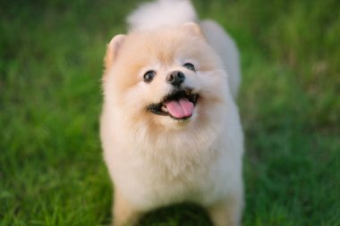 Parktaki sevimli Pomeranian köpeğinin gülümseme portresi. Güzel köpek.