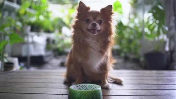 Şirin Chihuahua Sahibine Bakıyor Sevimli Yüzünü Gösteriyor Evde Terasta Yemek — Stok video