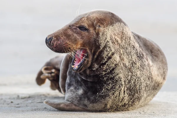 Grey Seal (Halichoerus grypus) — Stock Photo, Image