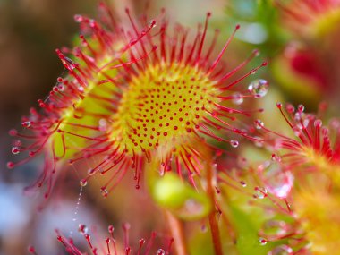 Sundew