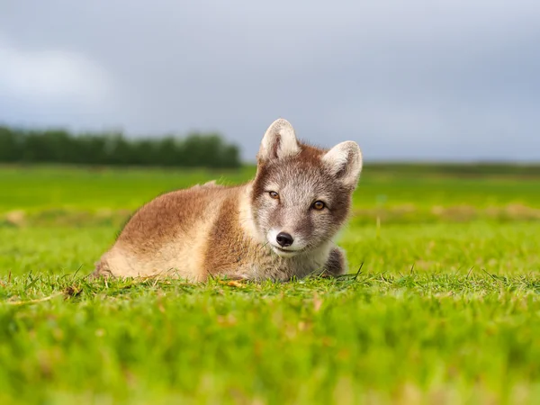 Πολικές αλεπούδες — Φωτογραφία Αρχείου
