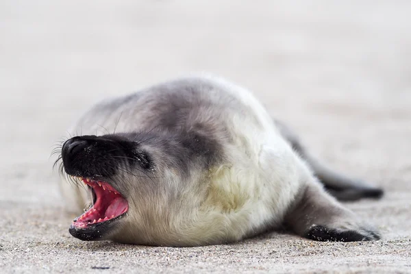 Young Grey Seal — Stock Photo, Image