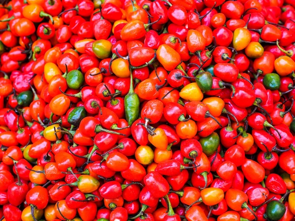 Fresh chilli — Stock Photo, Image