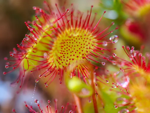 Sundew