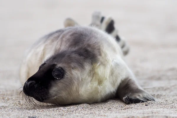 Jonge grijze zeehond — Stockfoto