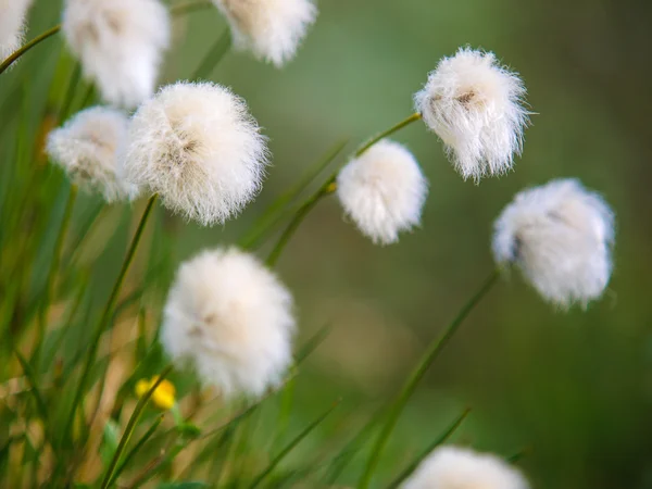 Fiori di cotone erba — Foto Stock