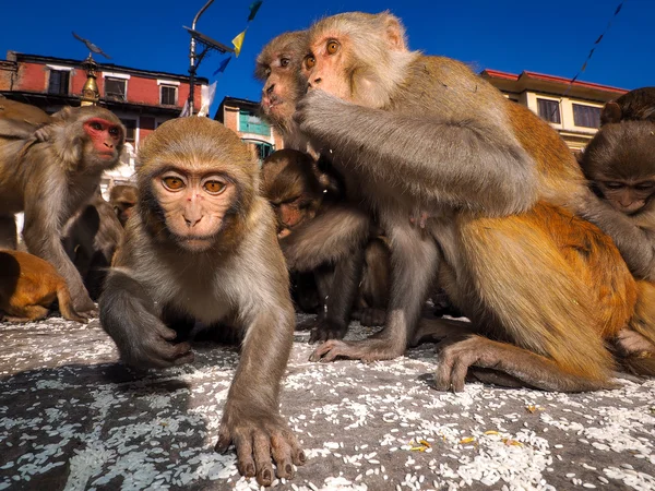 Rhesus macaco — Foto de Stock
