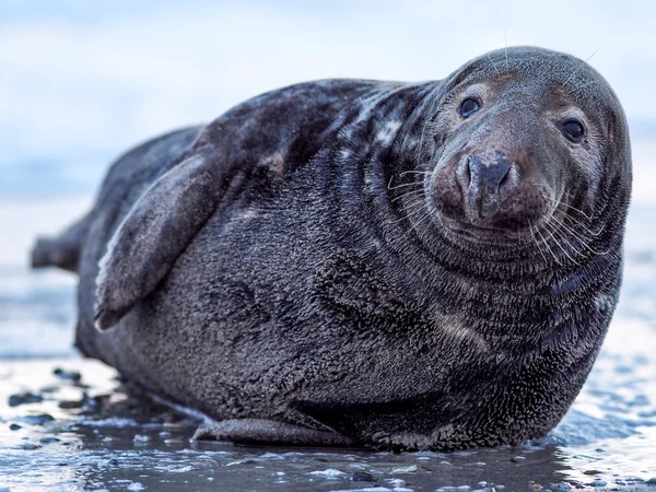 Gråsälen — Stockfoto