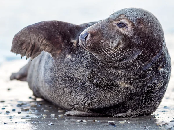 Grijze zeehond — Stockfoto