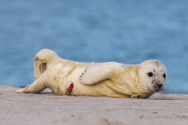 Young Grey Seal — Stock Photo, Image