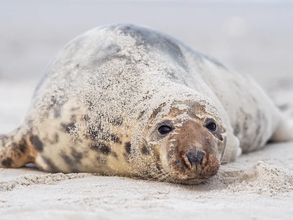 Gråsälen — Stockfoto