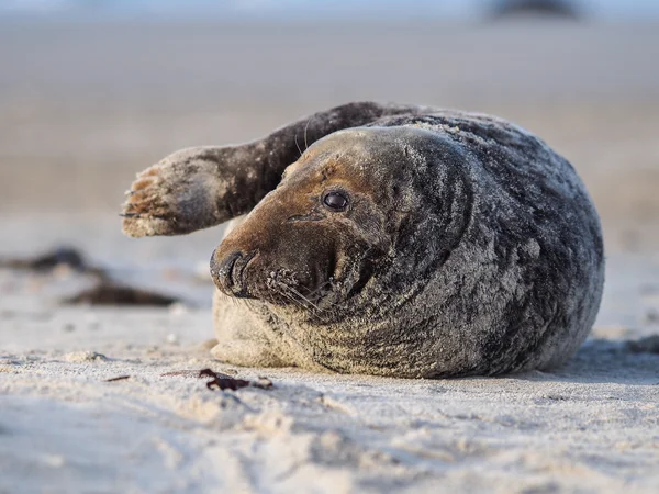 Grey Seal — Stock Photo, Image