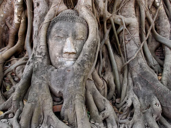 Budda huvud traped i trädens rötter — Stockfoto