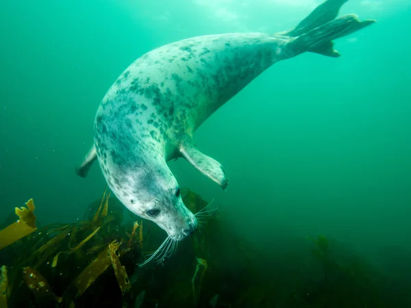 Tuleň kuželozubý pod vodou — Stock fotografie