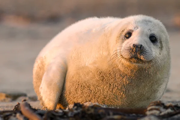 Young puppy seal — Stock Photo, Image