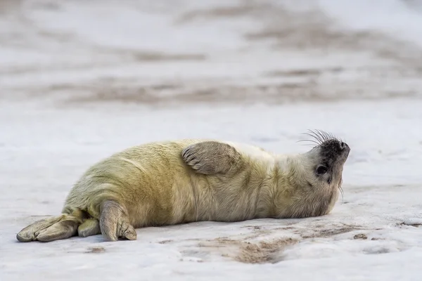 Young Grey Seal — Stock Photo, Image