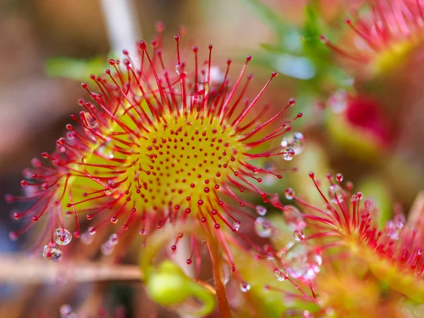 Sundew — Stok fotoğraf