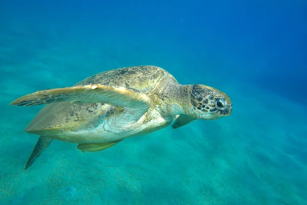 Grön havssköldpadda — Stockfoto