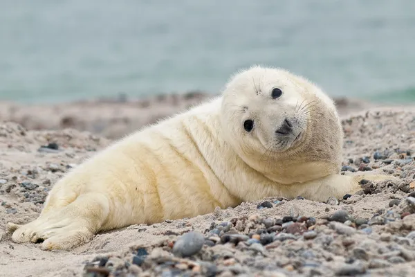 Baby grijs zegel — Stockfoto