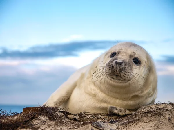 Ung valp sigill — Stockfoto