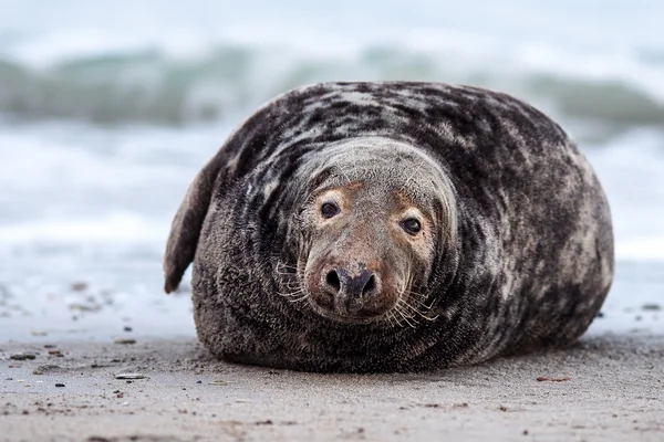 Grey Seal — Stock Photo, Image