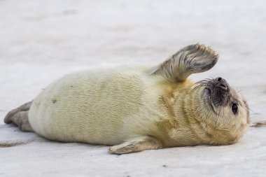 gri bekleyen yavru fok onun ' anne