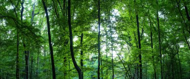 büyük orman panorama