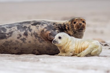 Seal sucking breast milk clipart