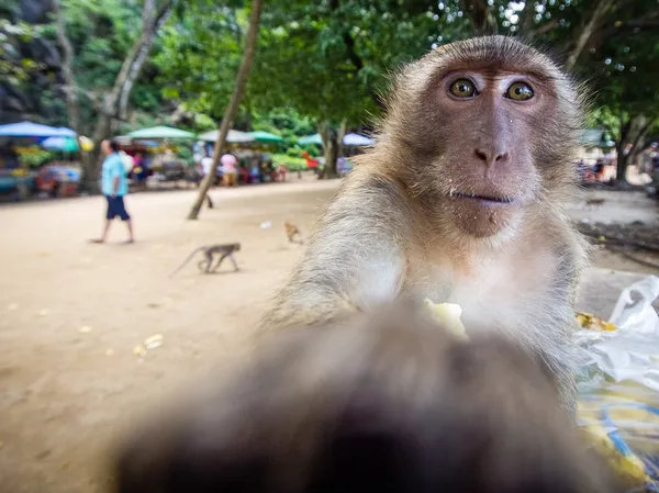 O macaco comedor de caranguejo — Fotografia de Stock