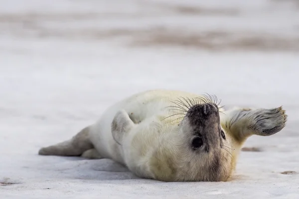 Серый тюлень ждёт свою мать. — стоковое фото